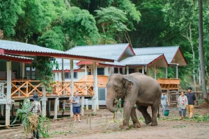 Elephant Retreat